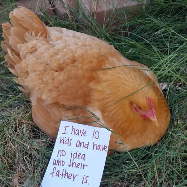 The chicken day - #25 