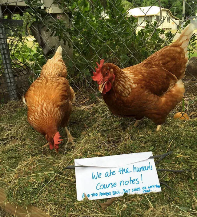 Le jour du poulet - #26 Le jour du poulet - #26