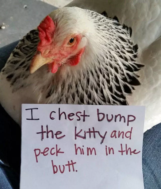 The chicken day - #27 