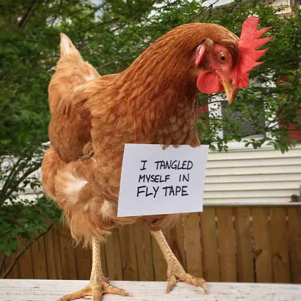 Le jour du poulet - #28 Le jour du poulet - #28