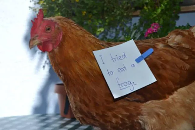 The chicken day