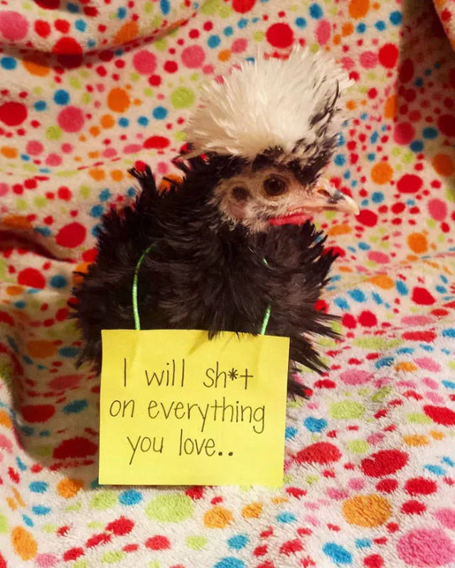 The chicken day - #30 
