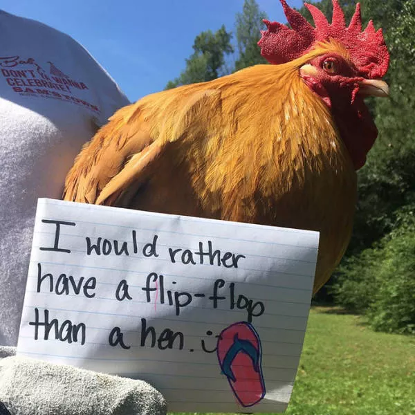The chicken day - #31 