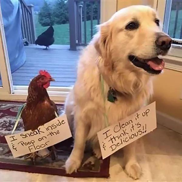 The chicken day - #32 