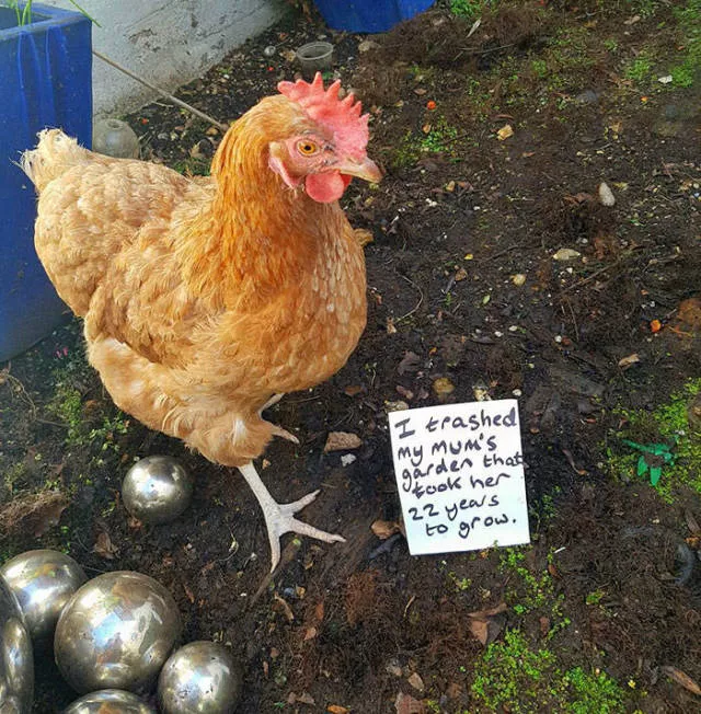 The chicken day - #34 