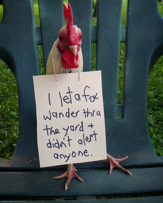 The chicken day - #38 