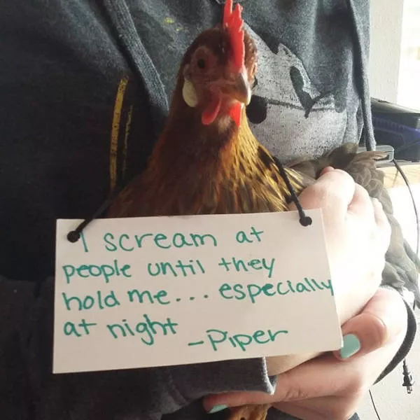 The chicken day - #39 