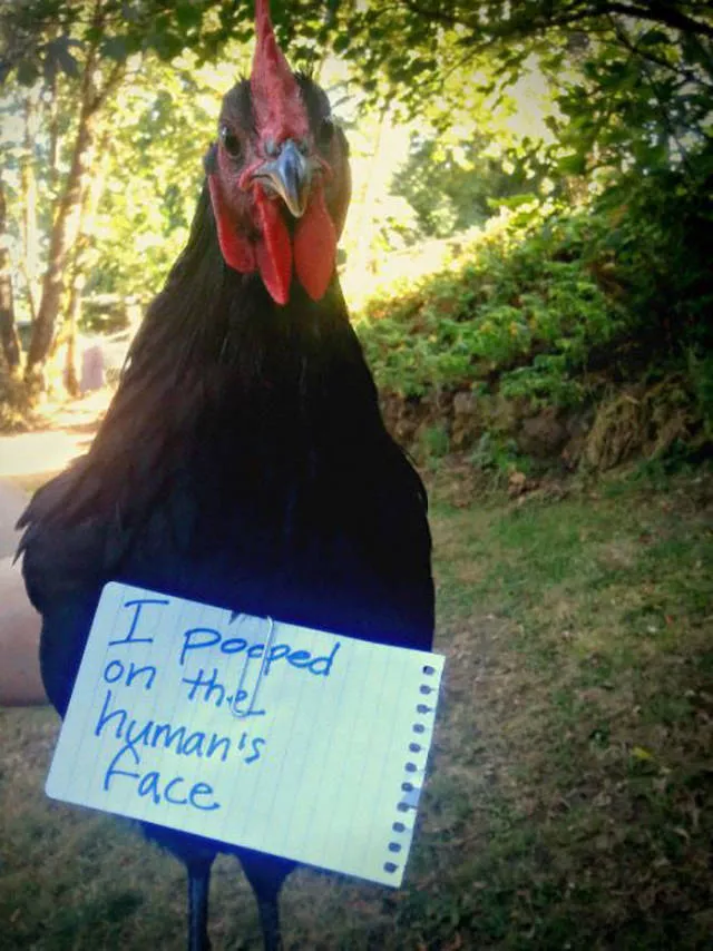 The chicken day - #4 