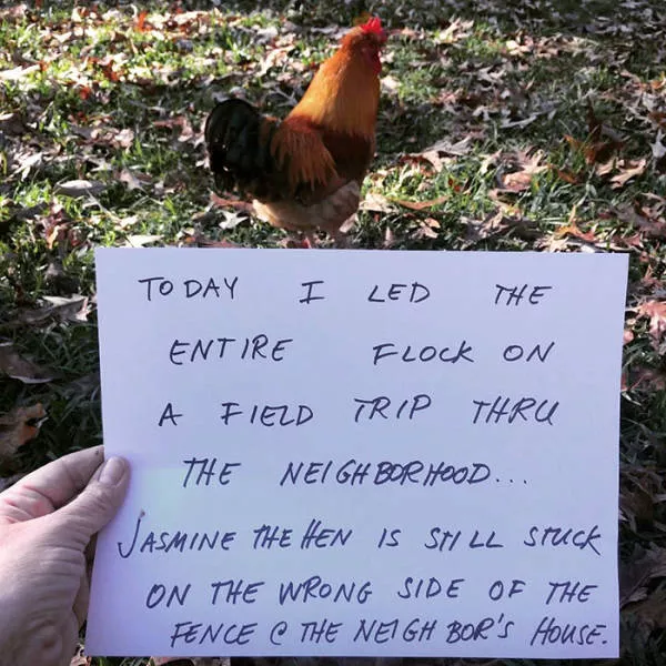 The chicken day - #41 