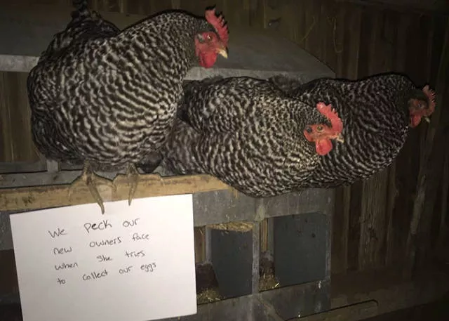The chicken day - #42 