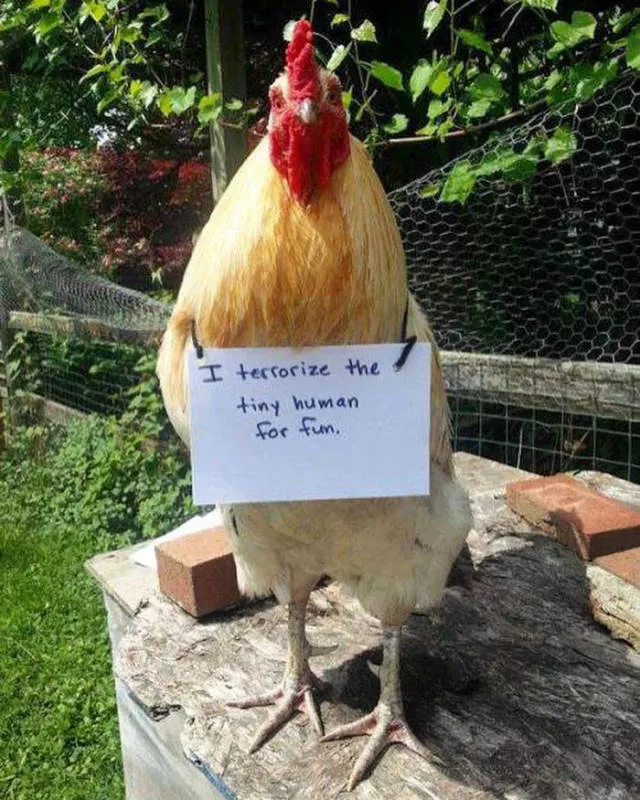 Le jour du poulet - #43 