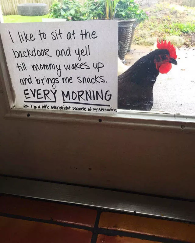 Le jour du poulet - #44 