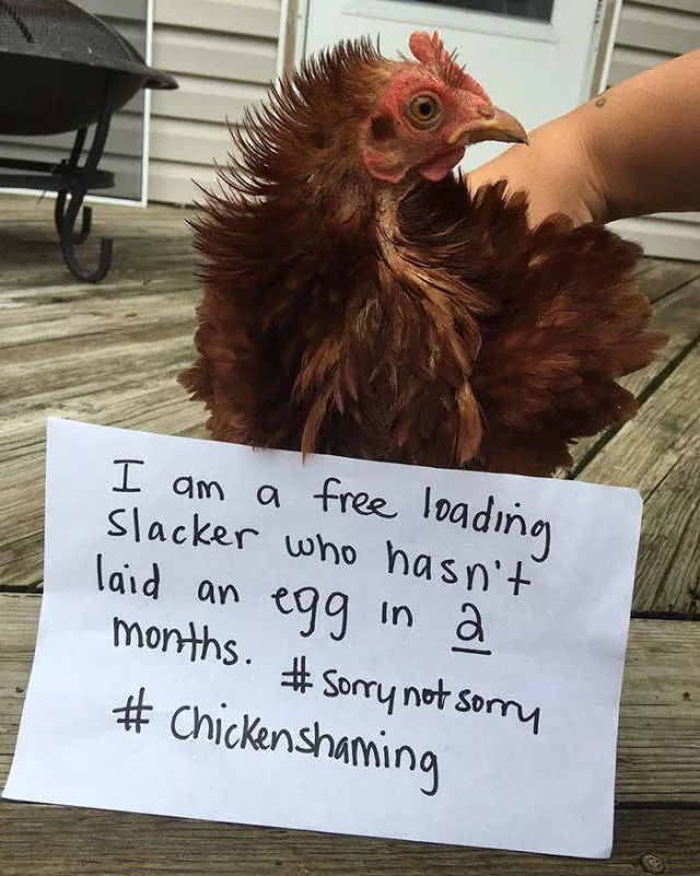 The chicken day - #45 