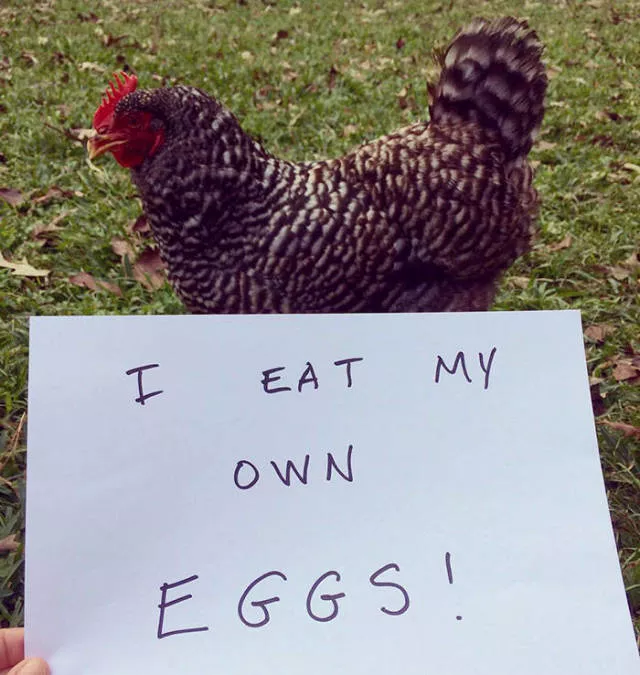 The chicken day - #46 
