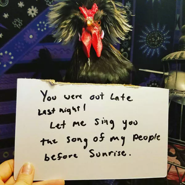 The chicken day - #47 