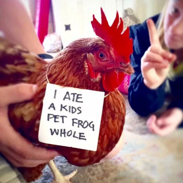 Le jour du poulet - #48 