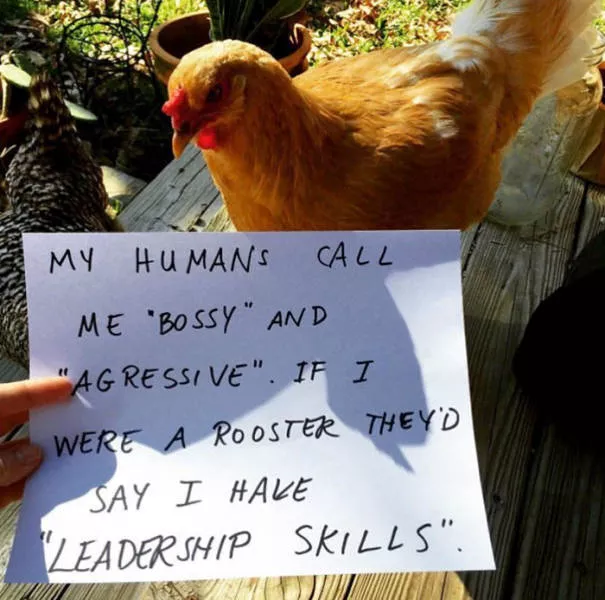 The chicken day - #49 