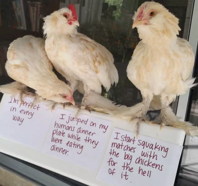 The chicken day - #5 