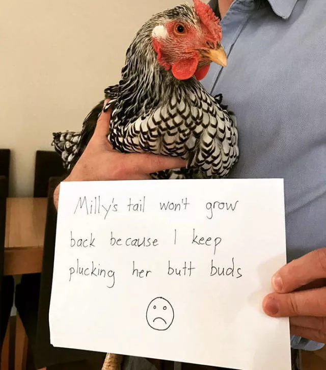 The chicken day - #6 