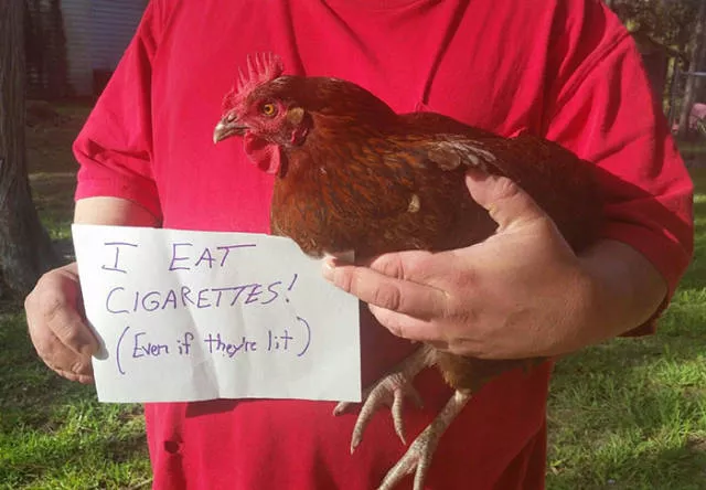 The chicken day - #7 
