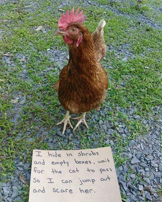 The chicken day - #8 
