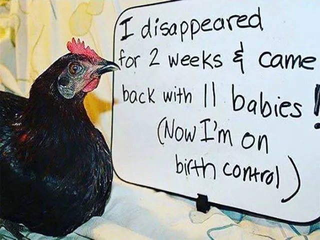 The chicken day - #9 