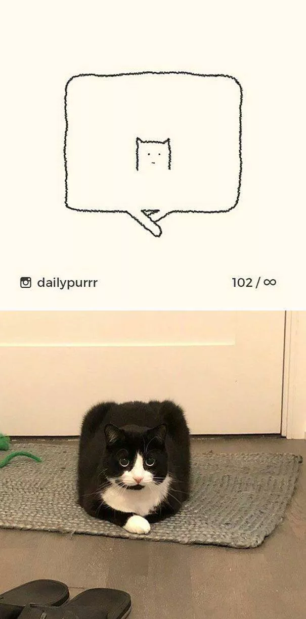 Dessins de chats tres stupides - #15 
