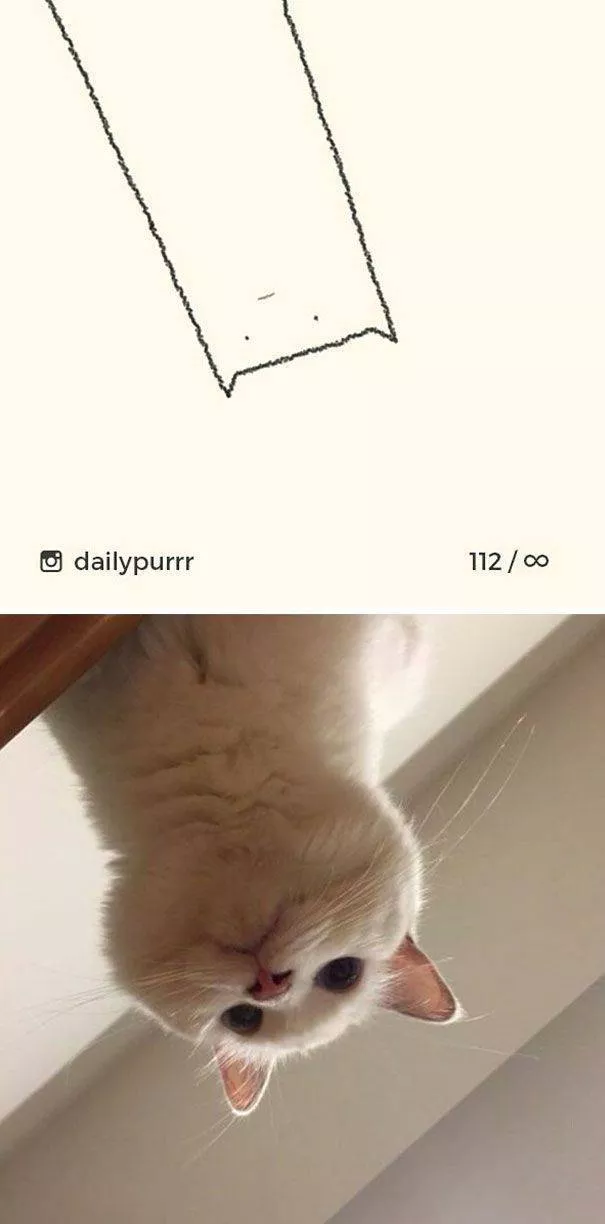 Dessins de chats tres stupides - #6 
