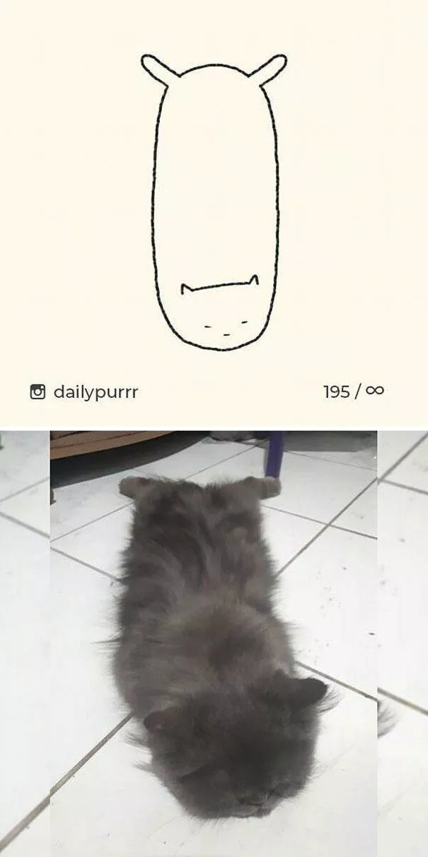 Dessins de chats tres stupides - #7 