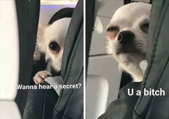 Pictures that make you try not to laugh - #5 