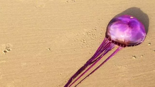 Things weirder than you think - #13 