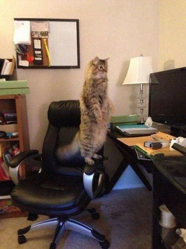 Les animaux les plus cool au monde - #14 