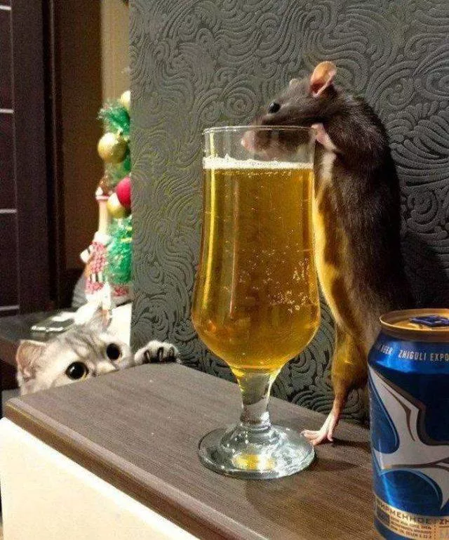 The coolest animals in the world - #16 