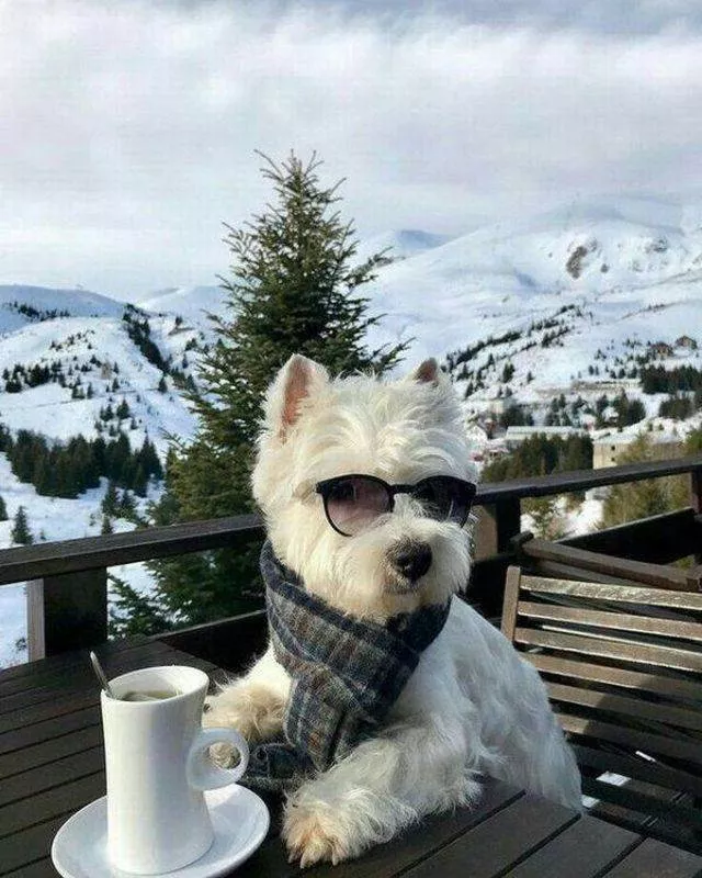 The coolest animals in the world - #17 