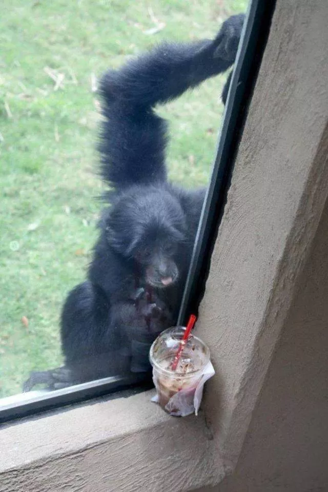 The coolest animals in the world - #19 