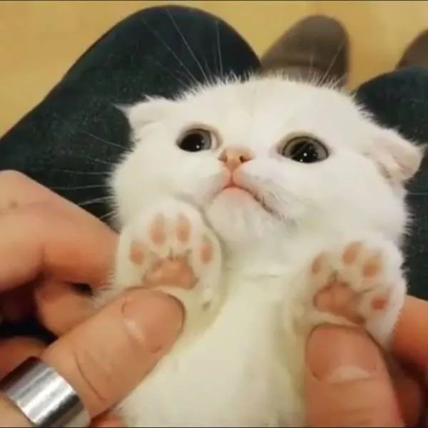 The coolest animals in the world - #2 