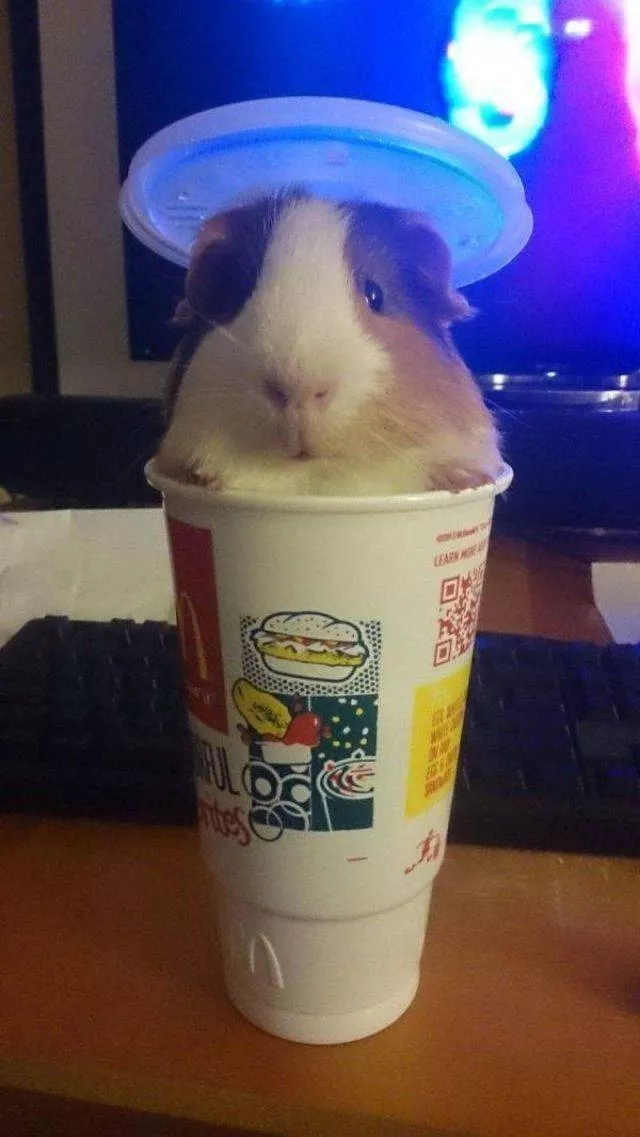 Les animaux les plus cool au monde - #20 