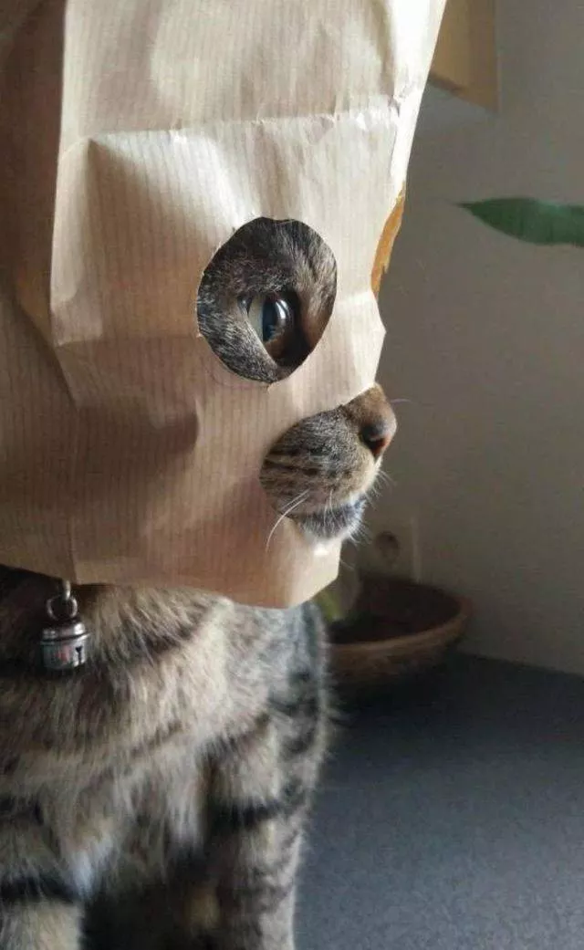 Les animaux les plus cool au monde - #23 