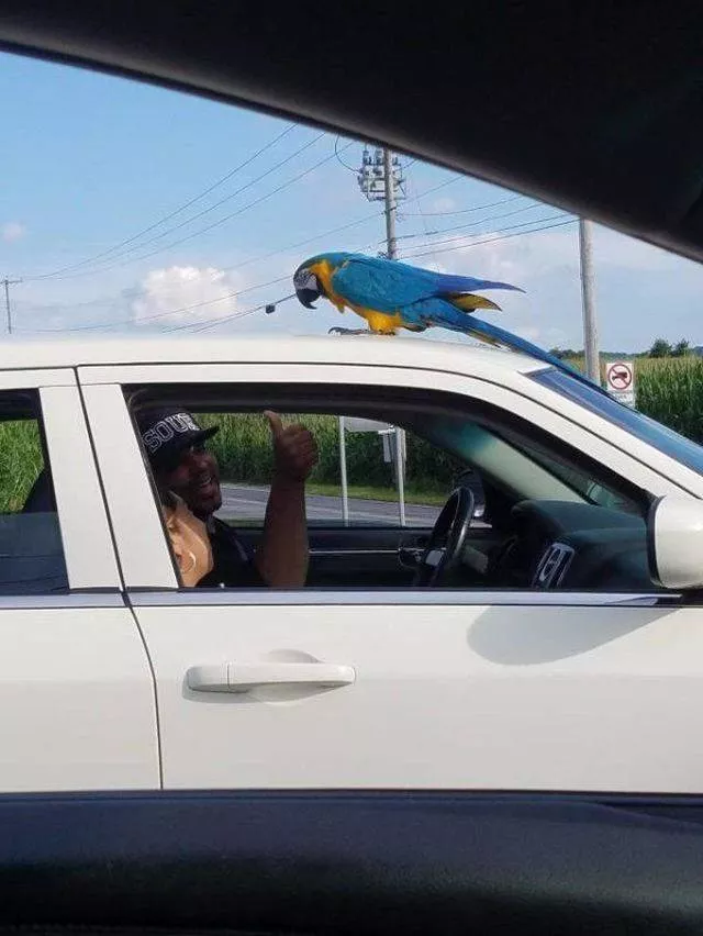 Les animaux les plus cool au monde - #26 