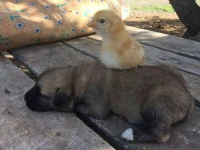 Les animaux les plus cool au monde - #32 