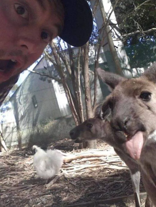 The coolest animals in the world - #35 