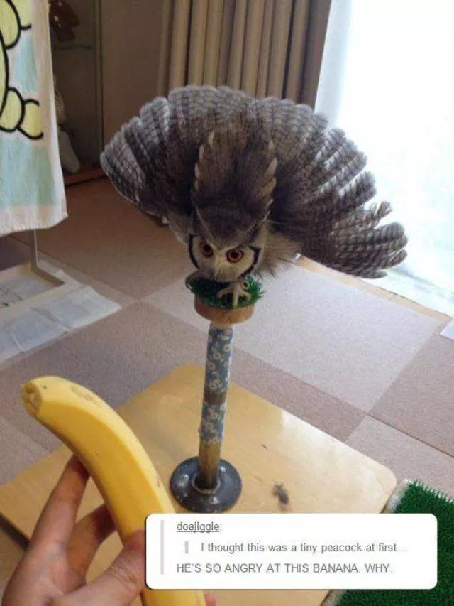 The coolest animals in the world - #37 
