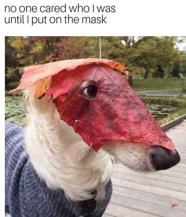 Les animaux les plus cool au monde - #6 