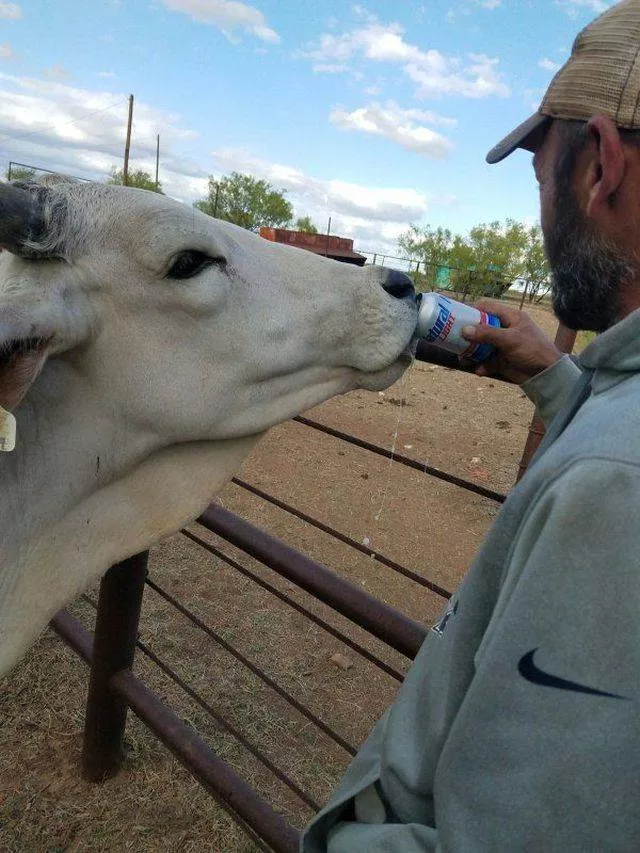 The coolest animals in the world - #7 