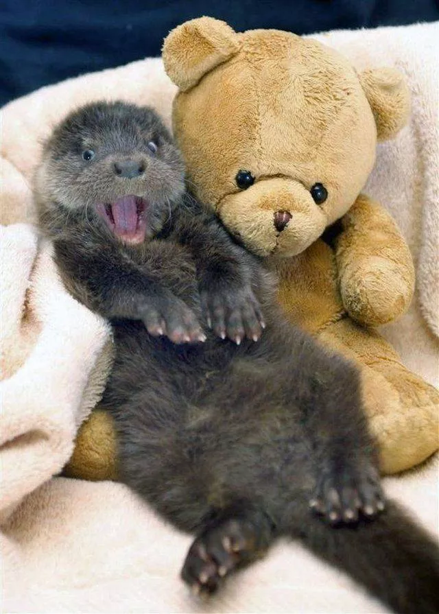 The coolest animals in the world - #8 