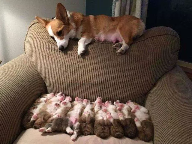 Les animaux les plus cool au monde - #9 
