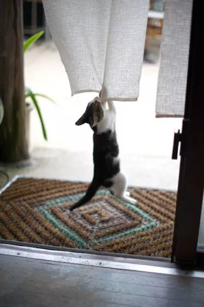 Les chats sont toujours rigolos - #1 