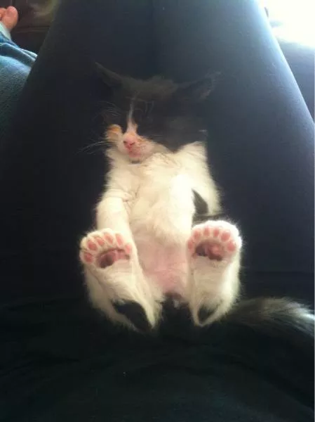 Cats are always funny - #10 
