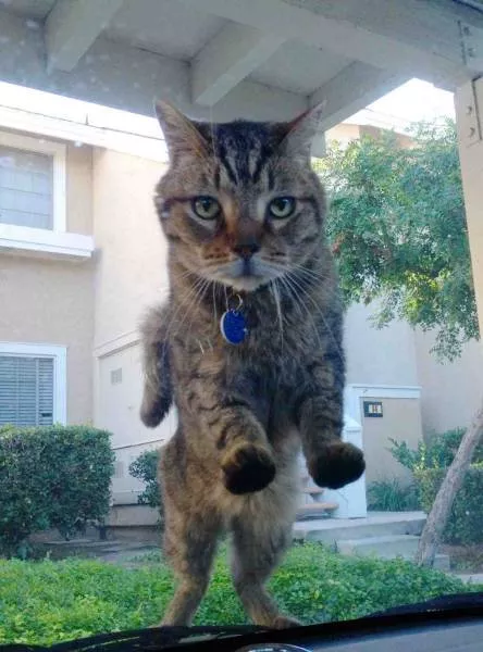 Les chats sont toujours rigolos - #11 