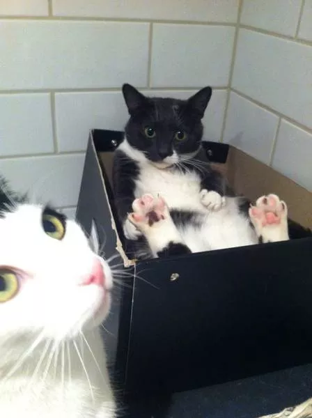 Les chats sont toujours rigolos - #12 